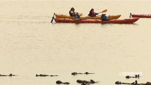 Many tourists are taking to the water to get a closer look at the creatures.