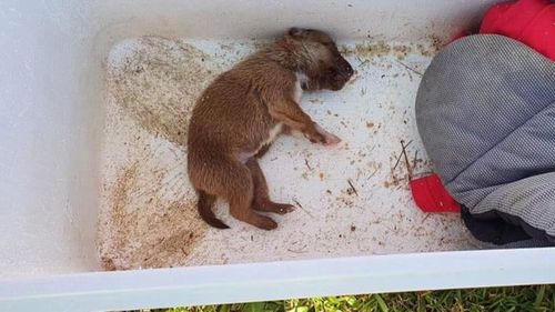 A 10-week-old puppy has nearly died after it was found inside an esky in western Sydney.