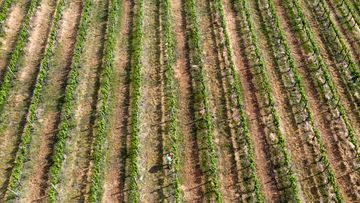 The Hunter Valley wine district in NSW is expected to struggle in its fourth consecutive year of drought with conditions expected to worsen.