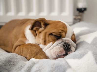 Dog sleeping