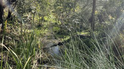 A local bushwalk helped me catch some sunshine.