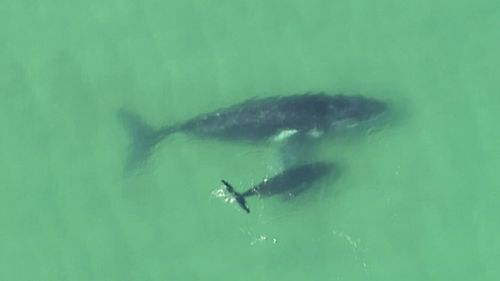 A humpback whale calf nudges an adult whale stranded off North Stradbroke Island. (9NEWS)