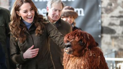 Kate Middleton, Duchess of Cambridge has an encounter with an Alpaca during a visit to The Ark Open Farm on February 12, 2020 in Newtownards, Northern Ireland.