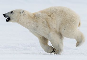 Which family of mammals is the polar bear a member of?