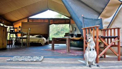 Nightfall Wilderness Camp glamping tent with wallaby on the patio.