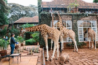 <strong>Giraffe Manor, Kenya</strong>