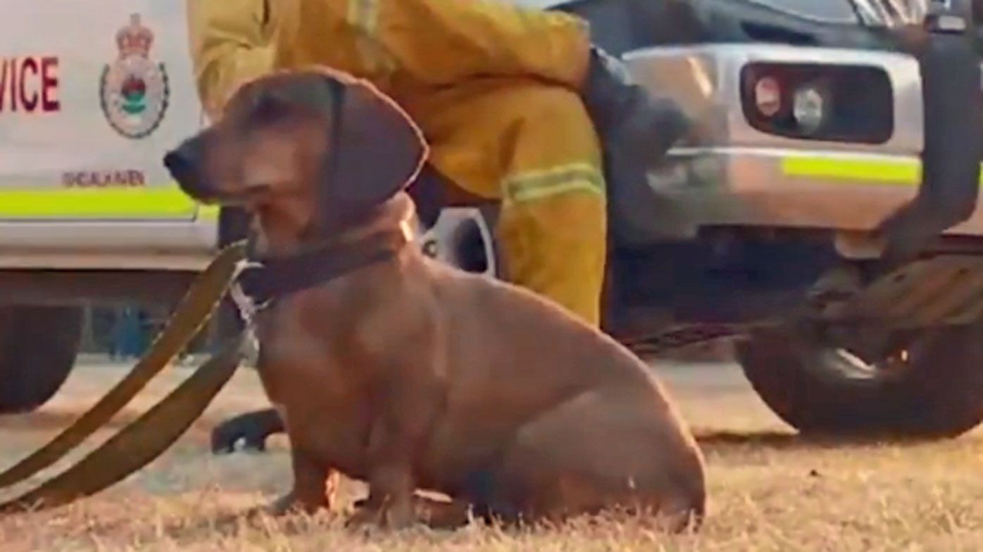 NSW fires RFS crews find lost sausage dog surrounded by fire