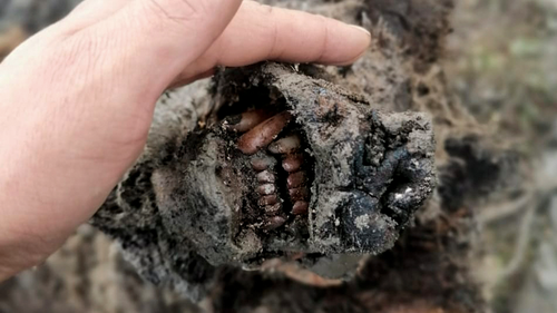 Perfectly preserved Ice Age cave bear found in Arctic Russia