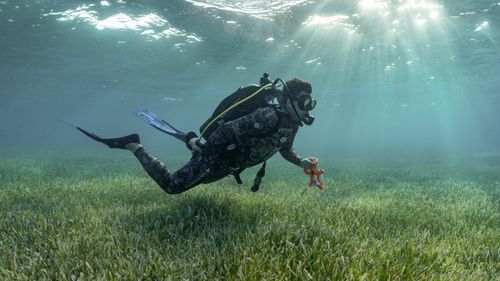 Dr Austin Gallagher surveys the Bahamas Bank seagrass meadow with SeaLegacy co-founders Cristina Mittermeier and Paul Nicklen. 