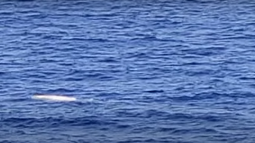 Only part of the whale was seen so it is unclear if it has albinism or another skin condition.