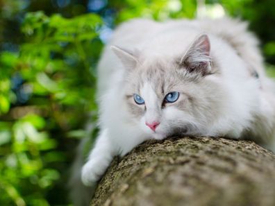 Ragdoll cat