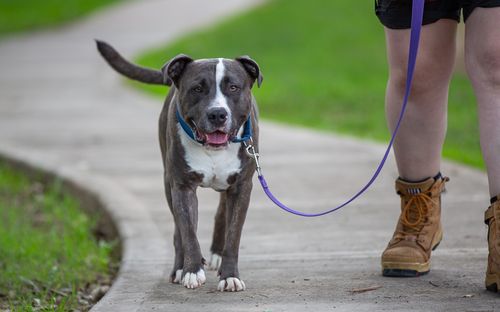 NSW Animal Welfare League said that while adoptions have risen by 10 per cent, the gap is still too large. 