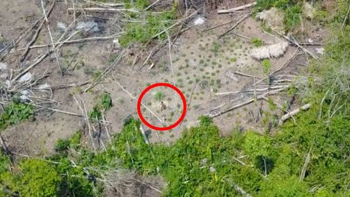 Drone images from Brazil’s agency for indigenous affairs, Funai, show a rare glimpse of an isolated tribe in Brazil’s Amazon.