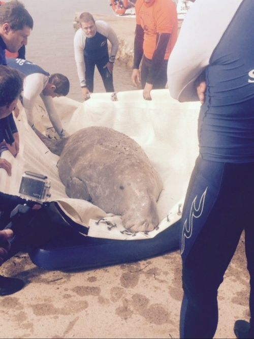 The dugong was transferred to Sea World today. (NSW Office of Environment and Heritage)