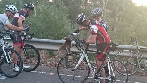 Thirsty koala climbs bicycle wheel to grab a drink in Adelaide Hills