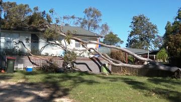 Tree falls on house on NSW Central coast as strong winds sweep parts of the country.