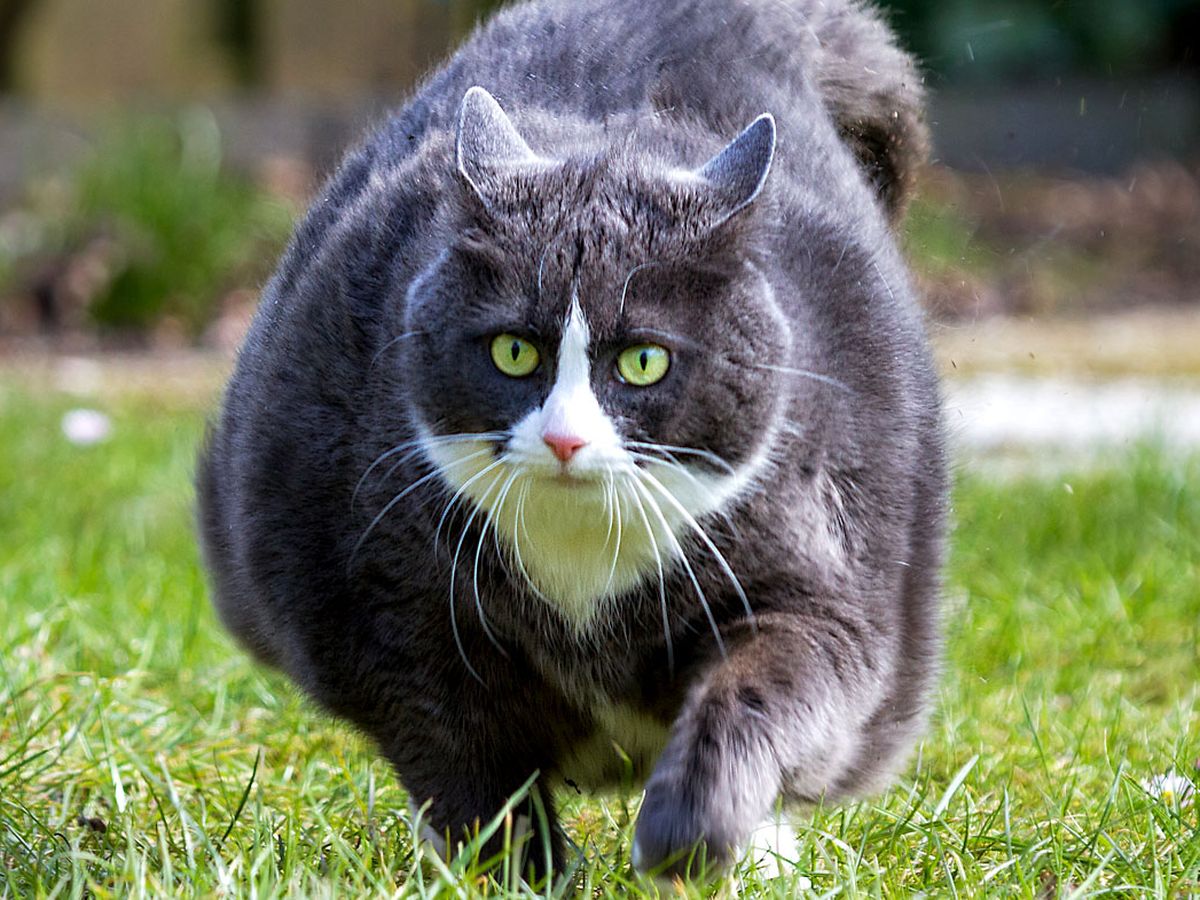 How Much Overweight Cats Need To Be Fed To Lose Weight 9coach