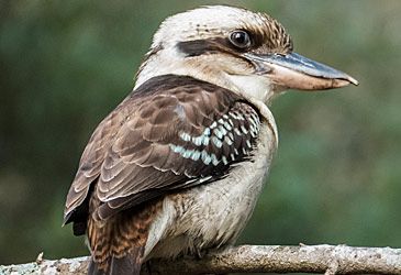 The laughing kookaburra is the heaviest species in which family of birds?
