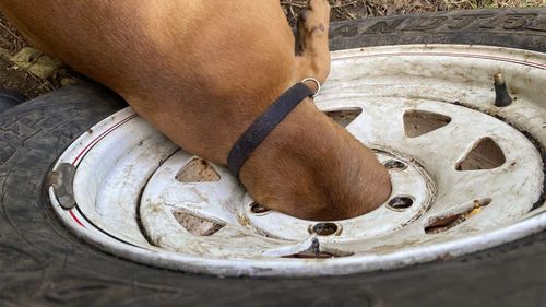 Bonnie had got its head stuck in a wheel rim.