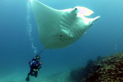 <strong>Swim with manta rays&nbsp;</strong>