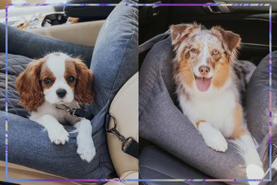 9PR: SASH Beds Premium Dog Car Bed