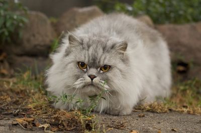 (Cats) 10: Peke-Faced Persian