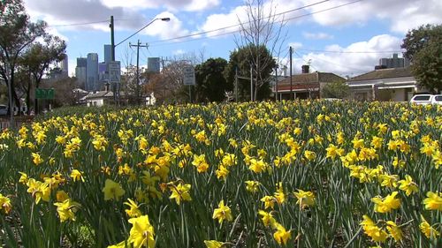 Roughly one in five Australians are affected by hay fever each year as suburbs spring into bloom.