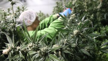 CBD oil, Cannabidiol, now available over the counter in Australian  pharmacies