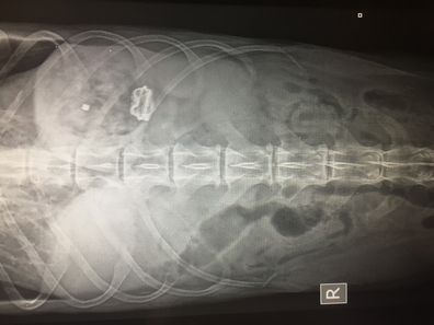 X-ray of dog who ate a children's toy.