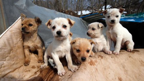 Two hundred dogs currently reside at Jung Myoung Sook's shelter. (AAP)