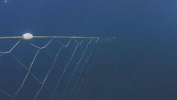Shark nets