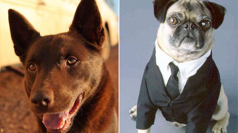 Doggy style: Cutest movie dogs of all time