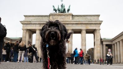 cute black labradoodle dog walking towards the camera taking a tourist photo in front the famous Berlin landmark  Brandenburger Tor.