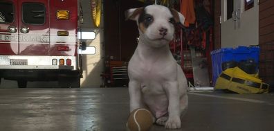 Firefighter adopts baby Pitbull he saved