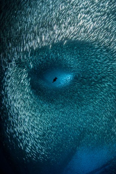 Ocean Photographer of the Year 2022 – Third place