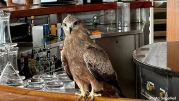 Millie the Black Kite is native to the Kimberley.