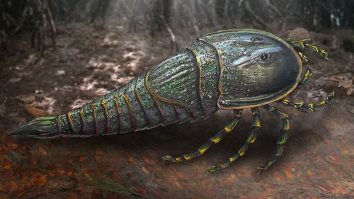New species of sea scorpion identified in Queensland.