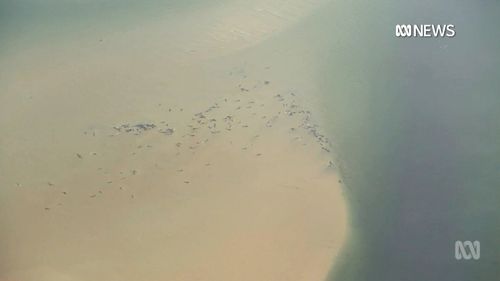 Hundreds of whales have become stranded on a sandbar on Tasmania's west coast. 