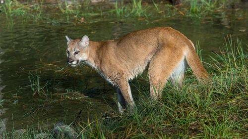 Cougar mountain lion