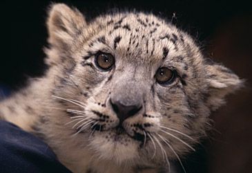 What is the conservation status of the snow leopard?