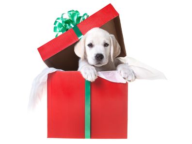 Dog Christmas gift