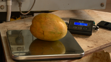 Jenko&#x27;s Mangoes discovered the whopper mango, which weighed in at 1.5 kilograms.