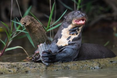 Giant river otter