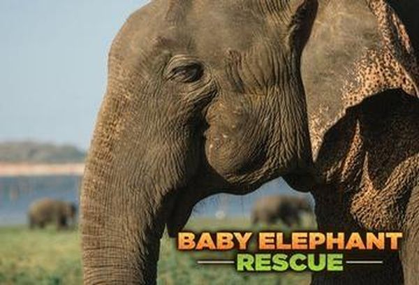 Baby Elephant Rescue