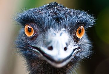 The emu is a member of which group of birds?