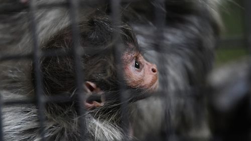 Keepers described the youngster as a "little troll doll". (AAP)