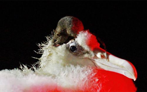 A mouse sits on top of an albatross, 'scalping' the majestic seabird during the night. After days of attacks, the birds eventually tire from no sleep, grow sick, and die.