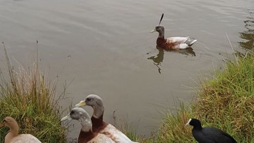 Duck with knife stuck in its head spotted in Adelaide Hills park