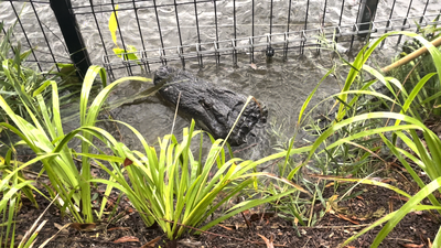 Alligator relocated following rising floodwaters at the Australian Reptile Park