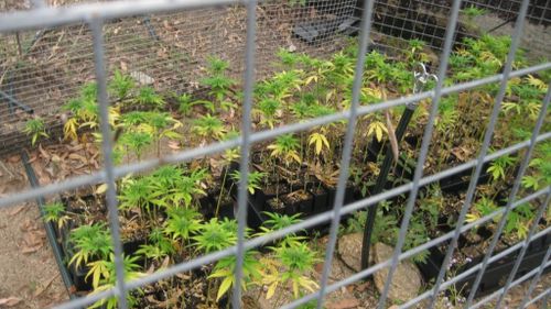 A cannabis crop was also located. (Queensland Police)
